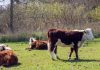 Top soluții eficiente pentru apărarea animalelor din gospodărie Top soluții eficiente pentru apărarea animalelor din gospodărie