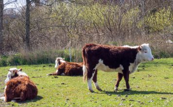 Top soluții eficiente pentru apărarea animalelor din gospodărie Top soluții eficiente pentru apărarea animalelor din gospodărie