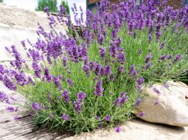 Lavanda: beneficiile pentru sănătate și cum s-o folosești Lavanda: beneficiile pentru sănătate și cum s-o folosești