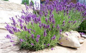 Lavanda: beneficiile pentru sănătate și cum s-o folosești Lavanda: beneficiile pentru sănătate și cum s-o folosești
