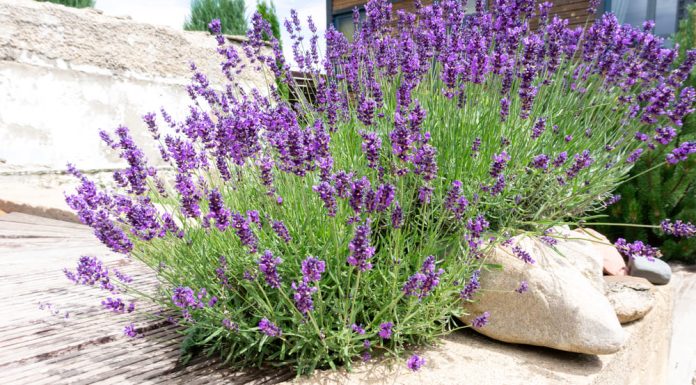 Lavanda: beneficiile pentru sănătate și cum s-o folosești Lavanda: beneficiile pentru sănătate și cum s-o folosești