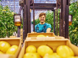 Cultivarea legumelor exotice: oportunități pentru fermieri Cultivarea legumelor exotice: oportunități pentru fermieri