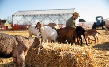 5 echipamente necesare într-o gospodărie cu animale și cum te ajută acestea 5 echipamente necesare într-o gospodărie cu animale și cum te ajută acestea